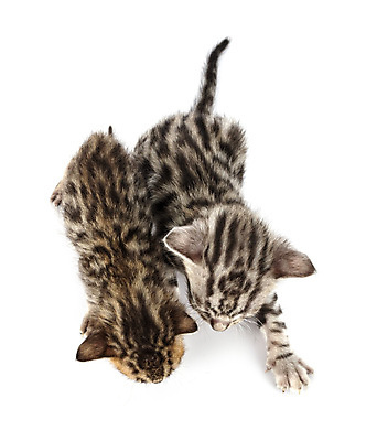 포토 JPG 해외이미지 2 사람없음 반려동물 고양이 회색 은색 정상 흰배경 해외202105 해외포토 동물 컬러 백그라운드 포유류 흰색 파일형식