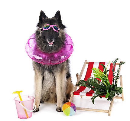 포토 JPG 해외이미지 긴머리 안경 의자 성인 사람없음 여름 반려동물 선글라스 회색 양치기 개 강아지 양동이 흰배경 야외의자 해외202105 해외포토 동물 직업 헤어스타일 잡화 계절 컬러 가구 백그라운드 포유류 사람 흰색 파일형식