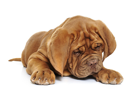 포토 JPG 해외이미지 피곤 사람없음 반려동물 눕기 프랑스 슬픔 잠 개 강아지 흰배경 프랑스어 마스티프 해외202105 해외포토 동물 문자 감정 유럽 백그라운드 컨셉 포유류 모션 흰색 파일형식