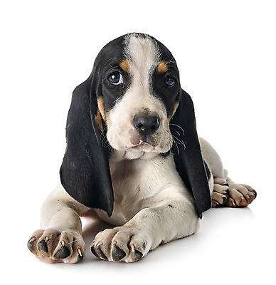 포토 JPG 해외이미지 사람없음 반려동물 개 강아지 스위스 흰배경 사냥개 삼색 해외202105 해외포토 동물 유럽 백그라운드 포유류 흰색 파일형식