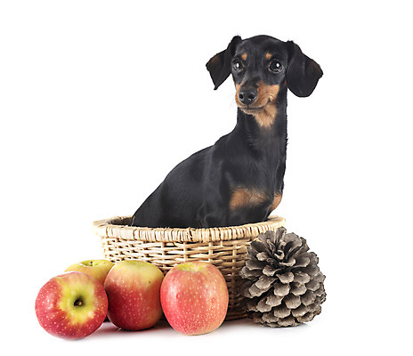 포토 JPG 해외이미지 과일 사람없음 반려동물 가을 소나무 개 강아지 사과 닥스훈트 흰배경 원뿔 해외202105 해외포토 도형 나무 동물 계절 백그라운드 포유류 흰색 파일형식