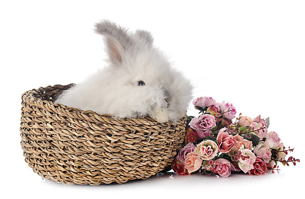 포토 JPG 해외이미지 긴머리 꽃 사람없음 반려동물 바구니 토끼 설치류 흰배경 해외202105 해외포토 식물 동물 헤어스타일 백그라운드 포유류 흰색 파일형식