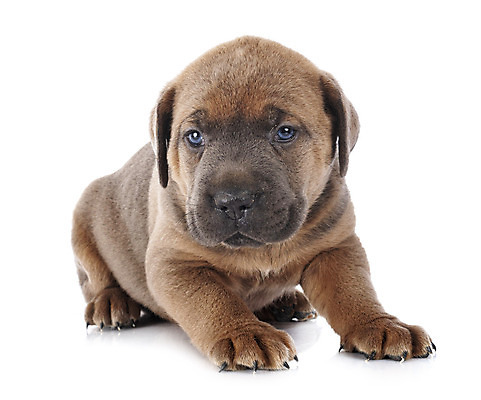 포토 JPG 해외이미지 사람없음 반려동물 이탈리아 회색 개 강아지 흰배경 마스티프 해외202105 해외포토 동물 유럽 컬러 백그라운드 포유류 흰색 파일형식