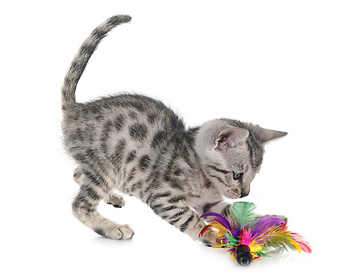 포토 JPG 해외이미지 공 사람없음 반려동물 장난감 고양이 회색 은색 흰배경 해외202105 해외포토 동물 컬러 백그라운드 포유류 흰색 파일형식