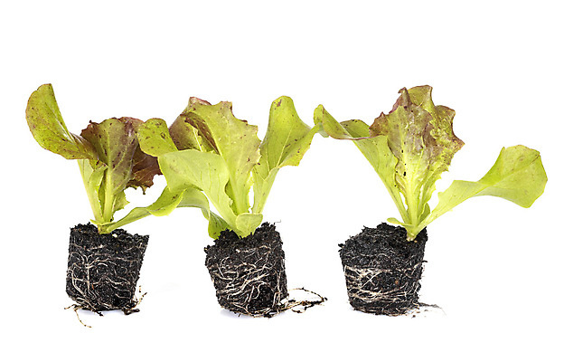 포토 JPG 해외이미지 식물 무료이미지 음식 잎 채소 사람없음 정원 샐러드 상추 흰배경 원예 모종 해외202105 해외포토 백그라운드 취미 흰색 파일형식 무료콘텐츠