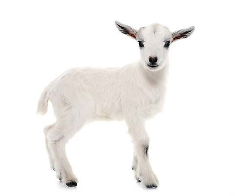 포토 JPG 해외이미지 어린이 염소 사람없음 반려동물 농장 아기 신생아 흰배경 해외202105 해외포토 동물 백그라운드 농업 포유류 사람 흰색 파일형식