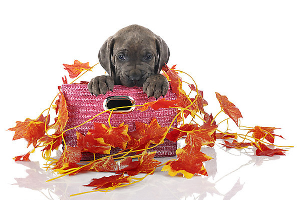 포토 JPG 해외이미지 잎 오렌지 사람없음 파란색 반려동물 상자 이탈리아 회색 가을 개 강아지 흰배경 마스티프 해외202105 해외포토 식물 동물 계절 유럽 컬러 백그라운드 과일 포유류 흰색 파일형식