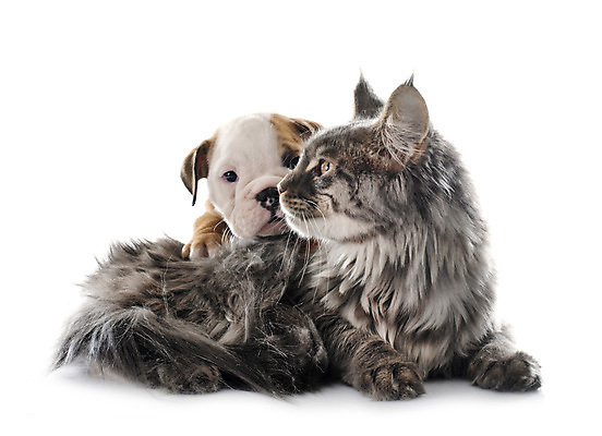 포토 JPG 해외이미지 2 사람없음 반려동물 고양이 회색 개 강아지 흰배경 불독 해외202105 해외포토 동물 컬러 포유류 흰색 파일형식