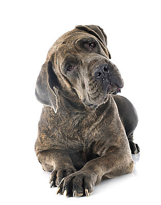 포토 JPG 해외이미지 무료이미지 사람없음 반려동물 이탈리아 임신 회색 개 강아지 흰배경 마스티프 해외202105 해외포토 동물 유럽 컬러 백그라운드 포유류 흰색 파일형식 무료콘텐츠