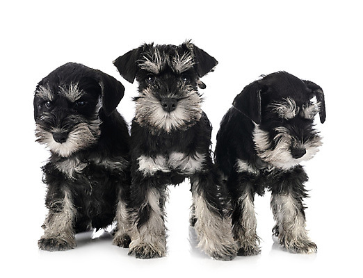 포토 JPG 해외이미지 3 사람없음 반려동물 개 강아지 테리어 흰배경 해외202105 해외포토 동물 백그라운드 포유류 흰색 파일형식