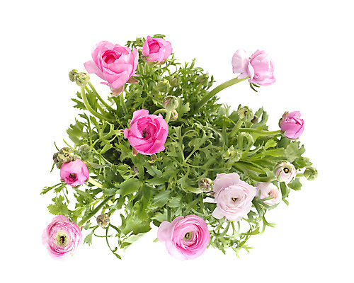 포토 JPG 해외이미지 꽃 분홍색 꽃다발 잎 유리 사람없음 꽃병 다발 꽃집 흰배경 해외202105 해외포토 식물 컬러 백그라운드 재질 상점 흰색 파일형식