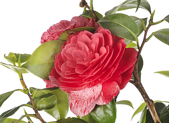 포토 JPG 해외이미지 식물 꽃 분홍색 사람없음 정원 개화 냄비 흰배경 원예 해외202105 해외포토 컬러 백그라운드 취미 흰색 솥 파일형식