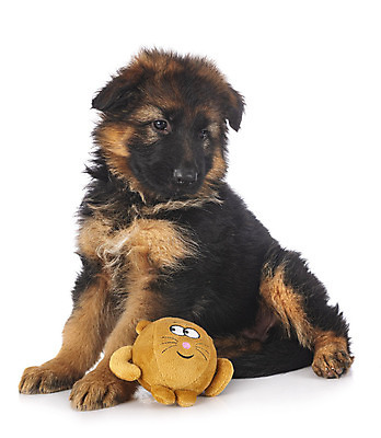 포토 JPG 해외이미지 긴머리 사람없음 반려동물 양치기 개 강아지 흰배경 해외202105 해외포토 동물 직업 헤어스타일 백그라운드 포유류 흰색 파일형식