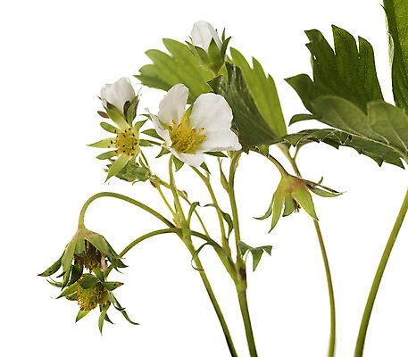 포토 JPG 해외이미지 식물 무료이미지 꽃 잎 과일 딸기 사람없음 냄비 흰배경 원예 모종 해외202105 해외포토 백그라운드 취미 흰색 솥 파일형식 무료콘텐츠