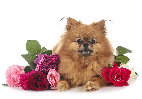 포토 JPG 해외이미지 꽃 사람없음 반려동물 장미 생일 개 강아지 흰배경 솜털 포메라니안 해외202105 해외포토 식물 동물 기념일 백그라운드 포유류 흰색 파일형식