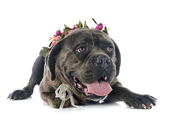 포토 JPG 해외이미지 꽃 사람없음 반려동물 이탈리아 임신 회색 개 강아지 흰배경 마스티프 해외202105 해외포토 식물 동물 유럽 컬러 백그라운드 포유류 흰색 파일형식