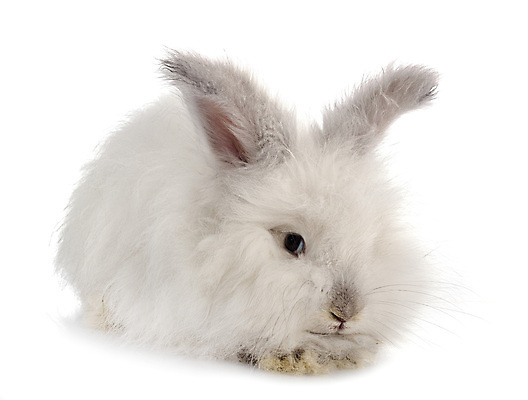 포토 JPG 해외이미지 긴머리 사람없음 반려동물 토끼 설치류 흰배경 해외202105 해외포토 동물 헤어스타일 백그라운드 포유류 흰색 파일형식