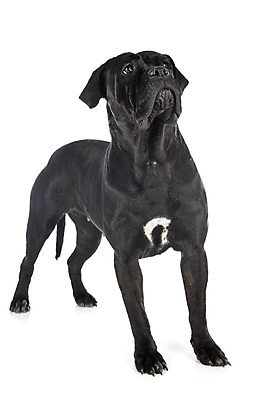 포토 JPG 해외이미지 성인 사람없음 반려동물 이탈리아 개 강아지 흰배경 마스티프 해외202105 해외포토 동물 유럽 백그라운드 포유류 사람 흰색 파일형식