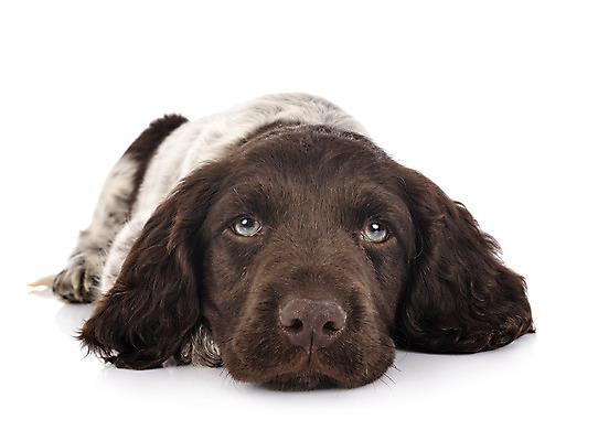 포토 JPG 해외이미지 사람없음 개 강아지 작음 흰배경 사냥개 해외202105 해외포토 백그라운드 포유류 반려동물 흰색 크기 파일형식