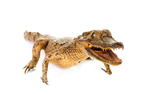 포토 JPG 해외이미지 야생동물 파충류 사람없음 죽음 위험 흰배경 육식동물 악어 해외202105 해외포토 동물 백그라운드 컨셉 흰색 파일형식