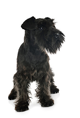 포토 JPG 해외이미지 사람없음 반려동물 개 강아지 테리어 흰배경 해외202105 해외포토 동물 백그라운드 포유류 흰색 파일형식