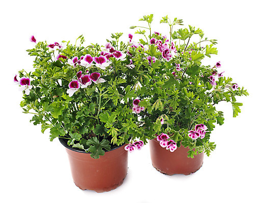 포토 JPG 해외이미지 식물 꽃 분홍색 사람없음 흰배경 향기 악취 영원 제라늄 해외202105 해외포토 컬러 백그라운드 흰색 냄새 파일형식