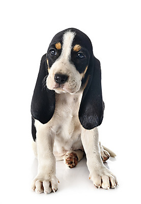 포토 JPG 해외이미지 사람없음 반려동물 개 강아지 스위스 흰배경 사냥개 삼색 해외202105 해외포토 동물 유럽 백그라운드 포유류 흰색 파일형식