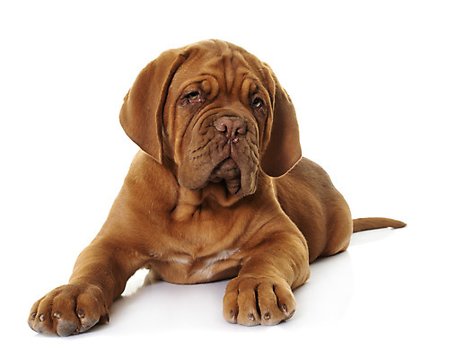 포토 JPG 해외이미지 사람없음 반려동물 프랑스 개 강아지 흰배경 프랑스어 마스티프 해외202105 해외포토 동물 문자 유럽 백그라운드 포유류 흰색 파일형식