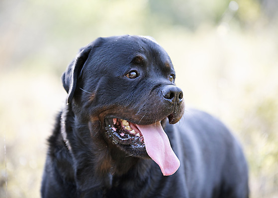 포토 JPG 해외이미지 성인 사람없음 야외 여름 반려동물 개 강아지 큼 비만 해외202105 해외포토 동물 계절 포유류 사람 크기 몸매 파일형식