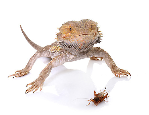 포토 JPG 해외이미지 음식 곤충 파충류 사람없음 반려동물 먹기 흰배경 사냥 도마뱀 귀뚜라미 수유 해외202105 해외포토 동물 백그라운드 모션 흰색 파일형식