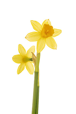 포토 JPG 해외이미지 식물 꽃 사람없음 노란색 봄 냄비 흰배경 수선화 해외202105 해외포토 계절 컬러 백그라운드 흰색 솥 파일형식