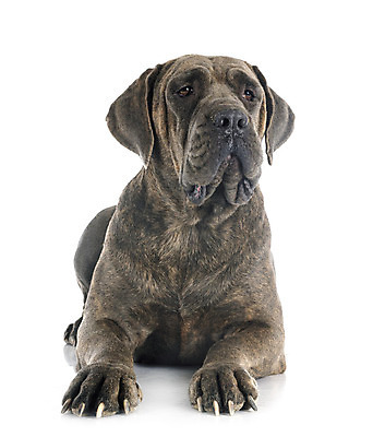 포토 JPG 해외이미지 사람없음 반려동물 이탈리아 임신 회색 개 강아지 흰배경 마스티프 해외202105 해외포토 동물 유럽 컬러 백그라운드 포유류 흰색 파일형식
