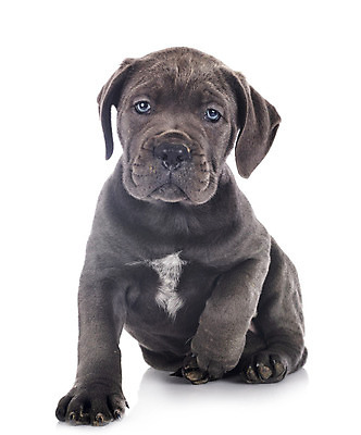 포토 JPG 해외이미지 사람없음 파란색 반려동물 이탈리아 회색 개 강아지 흰배경 마스티프 해외202105 해외포토 동물 유럽 컬러 백그라운드 포유류 흰색 파일형식