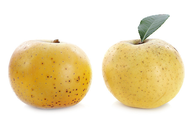 포토 JPG 해외이미지 음식 잎 2 과일 사람없음 노란색 황금 사과 흰배경 채식주의자 비건 해외202105 해외포토 식물 컬러 백그라운드 흰색 채식 파일형식