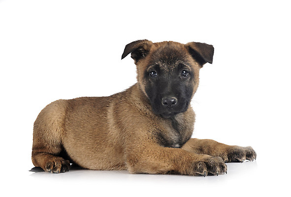 포토 JPG 해외이미지 사람없음 반려동물 양치기 개 강아지 흰배경 해외202105 해외포토 동물 직업 백그라운드 포유류 흰색 파일형식