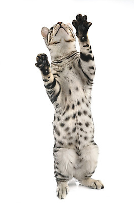 포토 JPG 해외이미지 사람없음 반려동물 고양이 회색 은색 흰배경 해외202105 해외포토 동물 컬러 백그라운드 포유류 흰색 파일형식