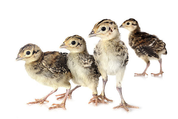 포토 JPG 해외이미지 야생동물 조류 병아리 사람없음 흰배경 사냥 꿩 해외202105 해외포토 동물 백그라운드 흰색 파일형식