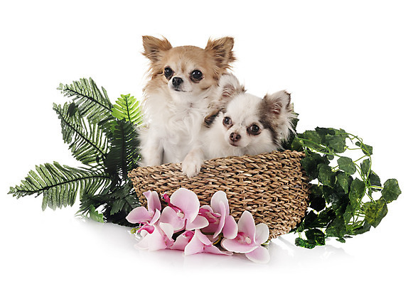 포토 JPG 해외이미지 식물 긴머리 꽃 2 사람없음 반려동물 바구니 개 강아지 흰배경 치와와 해외202105 해외포토 동물 헤어스타일 백그라운드 포유류 흰색 파일형식