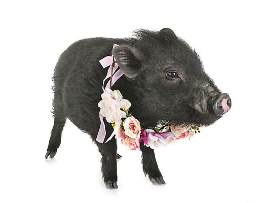 포토 JPG 해외이미지 꽃 사람없음 반려동물 중국 돼지 흰배경 해외202105 해외포토 식물 동물 아시아 백그라운드 포유류 흰색 파일형식