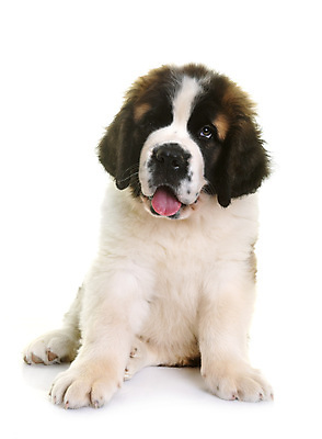 포토 JPG 해외이미지 사람없음 반려동물 개 강아지 흰배경 거인 마스티프 삼색 해외202105 해외포토 동물 백그라운드 포유류 흰색 파일형식