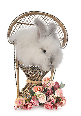 포토 JPG 해외이미지 긴머리 꽃 의자 사람없음 반려동물 토끼 설치류 흰배경 등나무 해외202105 해외포토 나무 식물 동물 헤어스타일 가구 백그라운드 포유류 흰색 파일형식