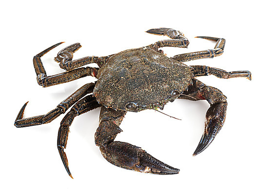 포토 JPG 해외이미지 음식 갑각류 사람없음 게 죽음 해산물 흰배경 날것 벨벳 해외202105 해외포토 동물 백그라운드 흰색 실크 파일형식