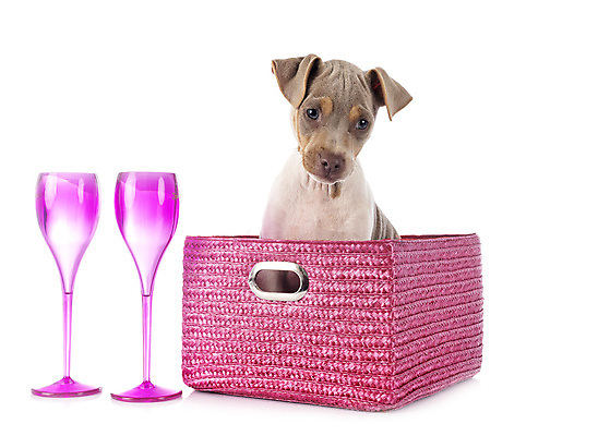 포토 JPG 해외이미지 안경 발렌타인데이 선물 사람없음 반려동물 바구니 와인 생일 개 강아지 테리어 흰배경 삼색 브라질사람 해외202105 해외포토 동물 잡화 기념일 백그라운드 포유류 데이이벤트 주류 흰색 파일형식