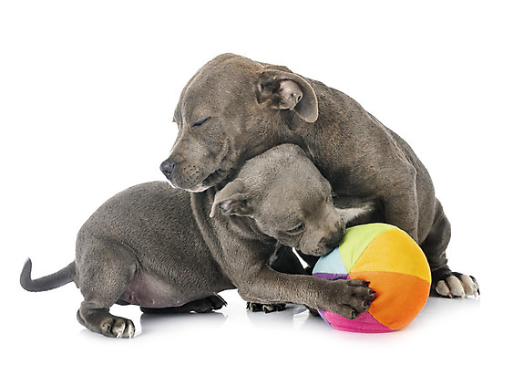 포토 JPG 해외이미지 2 공 사람없음 파란색 반려동물 장난감 회색 개 강아지 테리어 흰배경 해외202105 해외포토 동물 컬러 백그라운드 포유류 흰색 파일형식