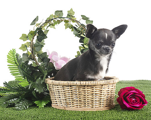 포토 JPG 해외이미지 꽃 짧은머리 사람없음 파란색 반려동물 바구니 어둠 개 강아지 흰배경 치와와 해외202105 해외포토 식물 동물 헤어스타일 컬러 백그라운드 포유류 흰색 파일형식