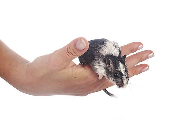 포토 JPG 해외이미지 손 사람없음 반려동물 쥐 설치류 흰배경 주인 해외202105 해외포토 동물 백그라운드 신체부위 흰색 파일형식