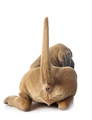 포토 JPG 해외이미지 사람없음 반려동물 이탈리아 회색 개 강아지 흰배경 꼬리 마스티프 해외202105 해외포토 동물 유럽 컬러 백그라운드 포유류 흰색 파일형식