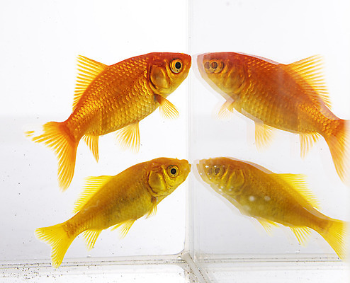 포토 JPG 해외이미지 어류 사람없음 빨간색 물 반려동물 수영 흰배경 금붕어 수족관 해외202105 해외포토 자연요소 동물 컬러 백그라운드 수중동물 흰색 수상스포츠 파일형식