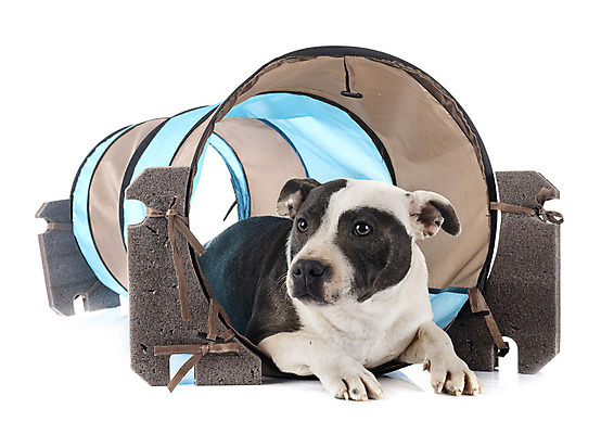 포토 JPG 해외이미지 사람없음 반려동물 장난감 회색 터널 개 강아지 테리어 흰배경 해외202105 해외포토 동물 길 컬러 백그라운드 포유류 흰색 파일형식