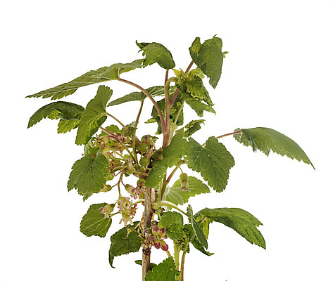 포토 JPG 해외이미지 식물 과일 사람없음 정원 냄비 흰배경 원예 건포도 모종 해외202105 해외포토 백그라운드 포도 취미 흰색 솥 건과일 파일형식